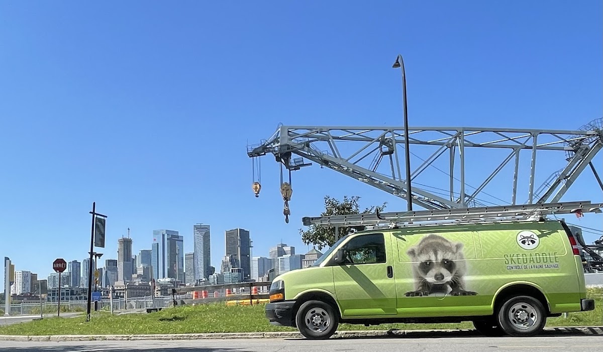 Skedaddle Contrôle de la Faune Sauvage - Photo 1