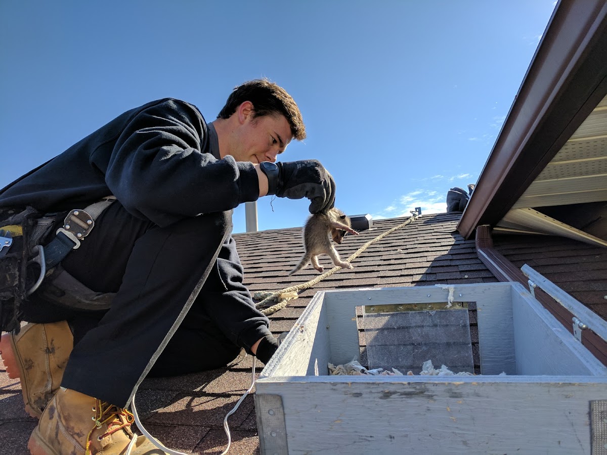 Skedaddle Contrôle de la Faune Sauvage - Photo 5